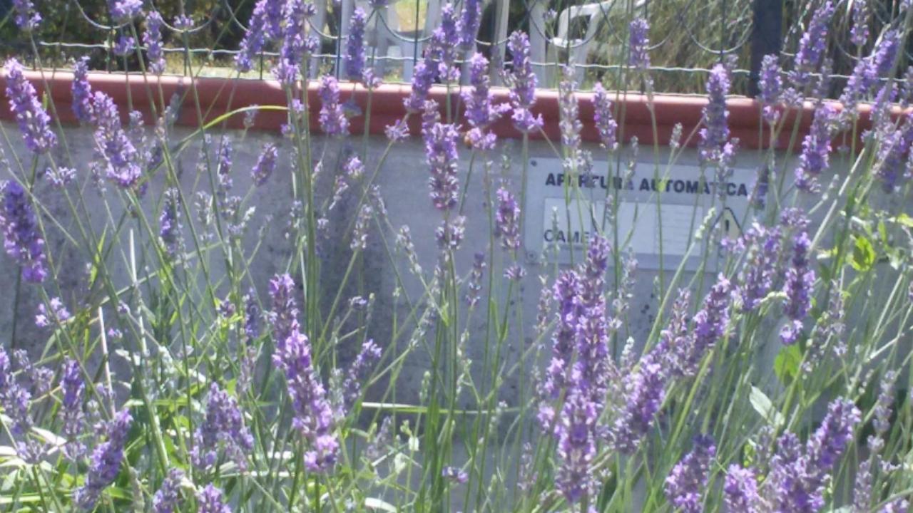 Amor Di Lavanda Cingoli Room photo